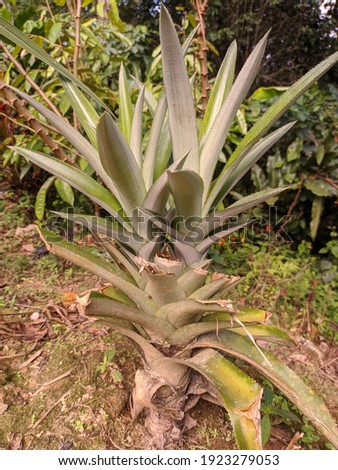The part of Pineapple's crown planted on the ground.