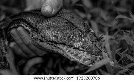 Beautiful black and white picture of a large boa