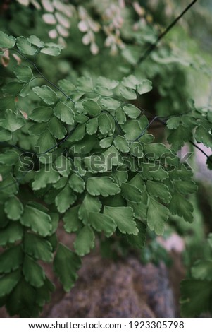 Common Maidenhair spleenwort in Queen Sirikit botanical garden in Thailand