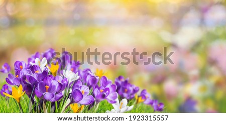 Spring meadow with crocus flowers on beautiful background for your design