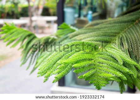 Green leaves plant interior cozy coffee shop, stock photo