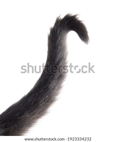 Black cat tail isolated on white background.