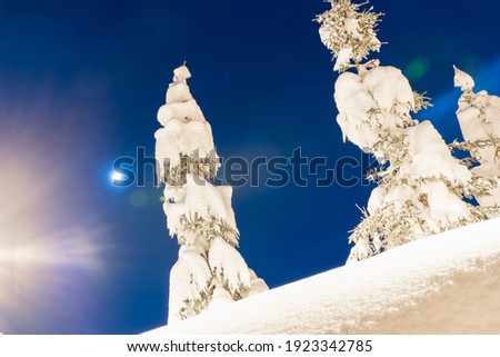 Christmas trees covered with snow in the mountains illuminated by street lamps at night