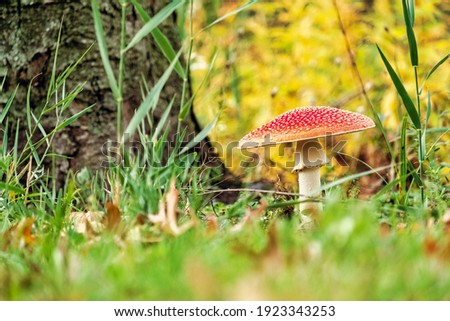 Close-up picture of a poisonous Amanita muscaria or fly agaric, the toxic and hallucinogen red-headed mushroom in nature. High quality photo