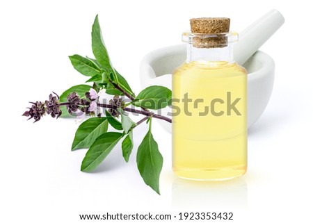 Basil essential oil ( Ocimum basilicum ) with sweet basil leaves and mortar isolated on white background. Herbal medicine  plant concept.