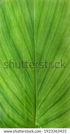 Wide area of a bright green leaf photographed up closed.