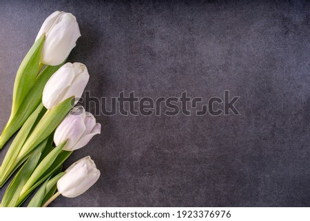 Row of white tulips on dark grey stone background top view copy space. Fresh spring flower. Greeting holiday card concept.