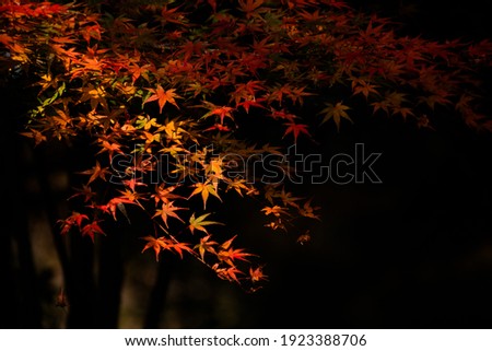 Autumn Leaves,  Japanese fall foliage front, autumn trees, Autumn Leaves Festival