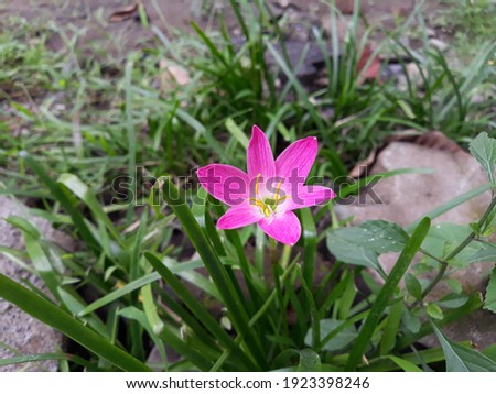 pink flowers growing on the grass