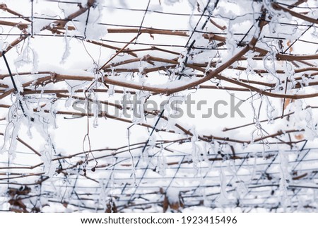 Stems of decorative grapes in white snow. Winter background.