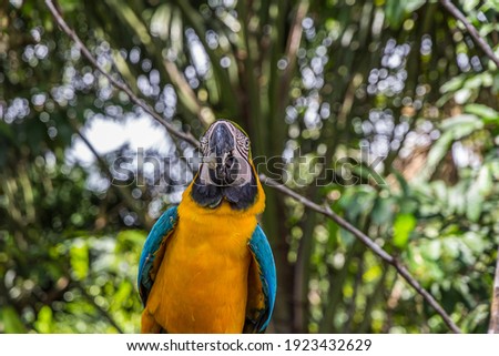 Portrait of a large multicolored macao parrot with bread crumb in its mouth. Ara ararauna (blue-and-yellow or blue-and-gold macaw) lives in the forest, woodland and savannah of tropical South America.