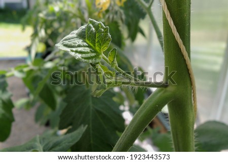 Suckers on a vining tomato plant needs to be pinch off. New, tiny stems and leaves between branches and the main stem of a tomato plant. Royalty-Free Stock Photo #1923443573