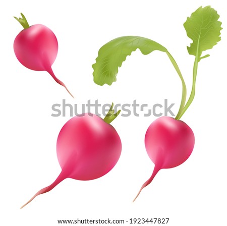 realistic radish on transparent background. high quality vector  Royalty-Free Stock Photo #1923447827