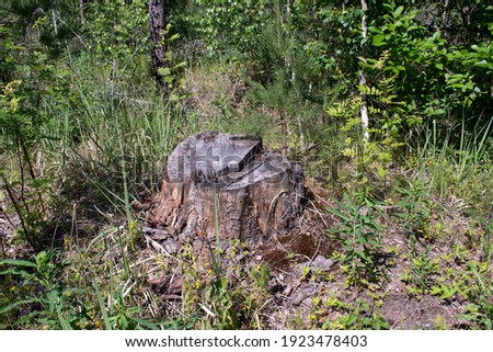 an old pine stump in a clearing in the forest