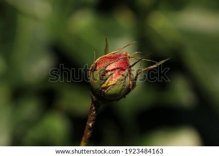 A young rose bud in the sun