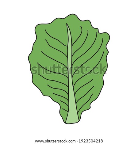 lettuce leaf icon over white background, flat style, vector illustration