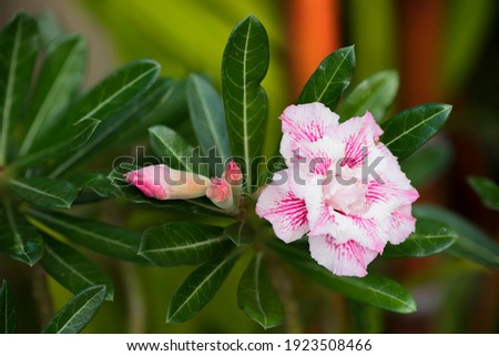 Full bloom of adenium obesum plant. The desert rose of pink stripe design petals is also known as Pink Panther. Outdoor garden background.