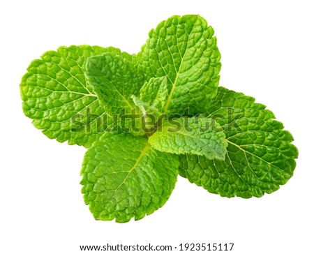 Mint leaves. Fresh mint on white background. Mint leaf isolated. Full depth of field. Perfect not AI mint leaf, true photo. Royalty-Free Stock Photo #1923515117