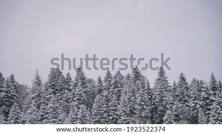 Snowy Forest Backdrop - Snowy Forest 