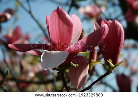 Pink magnolia flowers close up on a background of branches and blue sky
