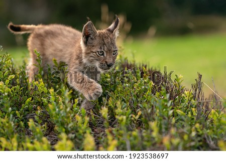Small lynx cub crossing a blueberry. Closeup view to wild animal Royalty-Free Stock Photo #1923538697