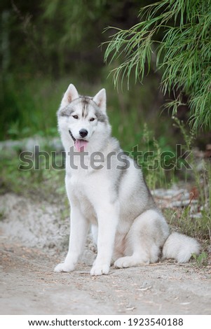 portrait of siberian husky, summer, green grass