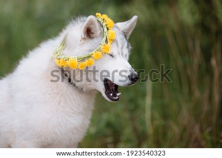 portrait of siberian husky, summer, green grass