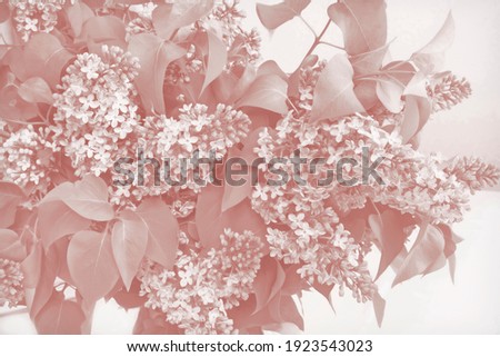 Abstract monochrome background with a close-up image of blooming lilacs in pastel colors. Front view.