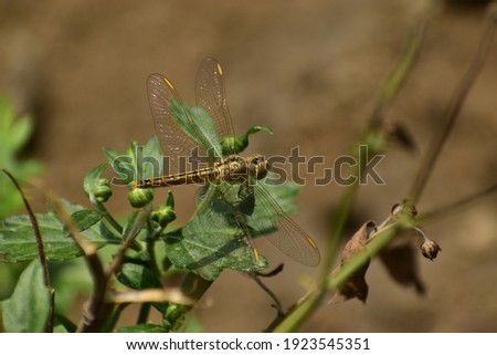 A golden yellow colour dragonfly situated on the top of a flower plant's leaf.