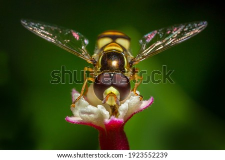 Super macro of Common fruit fly Drosophila melanogaster  in real nature in Thailand.  Royalty-Free Stock Photo #1923552239