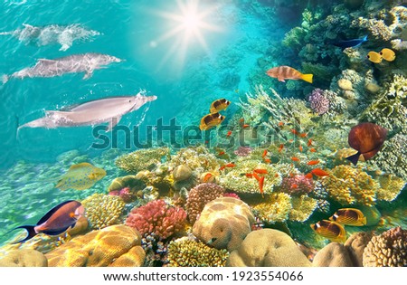 Underwater scene with dolphins and colorful coral reef full of red fish. Marine life postcard