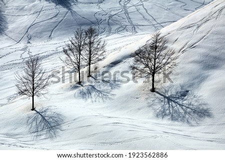   Beautiful outdoor landscape with lonely trees and footprints in the snow winter season                             