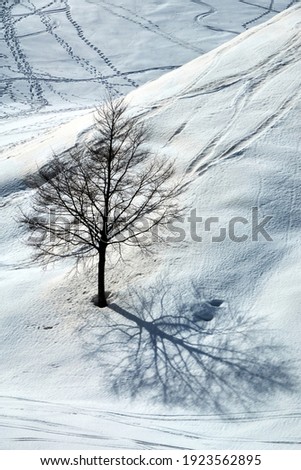 Beautiful outdoor landscape with lonely tree and footprints in snow winter season              