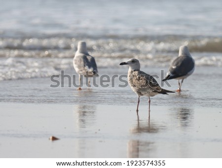 India, 24 November, 2020 : A seagull on the beach.
