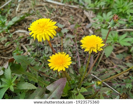       Simple yellow dandelion flower at home .picture of yellow flower