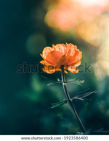 Macro of a single orange globeflower (Trollius) against dark green background with sunshine and bokeh from Sun backlight. Illuminated petals on the flower head. Soft focus and blur around the flower Royalty-Free Stock Photo #1923586400