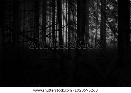 Spooky forest in black and white