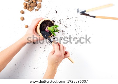 Female hands are holding a flower pot with a plant in the process of transplanting, gardening tools and expanded clay are lying next to the table, a concept for home gardening.