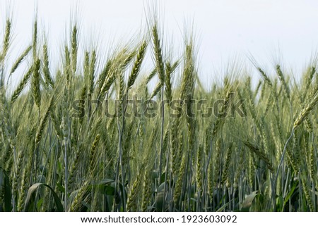 Barley fields At sunset, barley grains are used for flour, barley bread, beer, barley, whiskey, vodka, and forage. Fertilizer advertising for farmers, agricultural companies and agricultural holders.