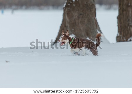 Border collie dog in winter snowing landscape