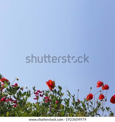 Spring, Field of poppy flowers against the blue sky with clouds. Beautiful landscape long banner. The concept of freshness of morning nature. Spring landscape of wildflowers.