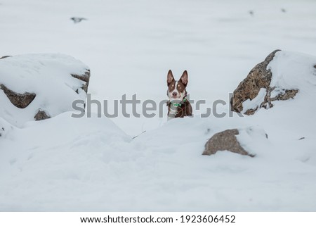 Border collie dog in winter snowing landscape