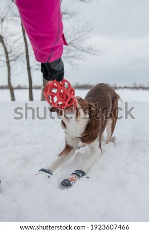 Border collie dog playing with owner in winter