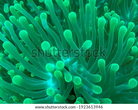a sea anemone in the reef