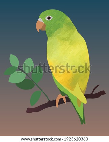 Yellow - green tropical parrot or bird. Vector graphics. Watercolor element.  Isolated element for design. 