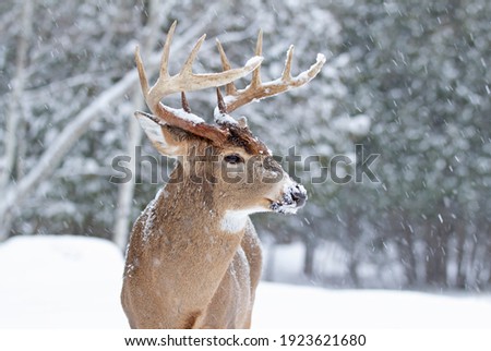 White-tailed deer buck isolated standing in the winter snow in Canada