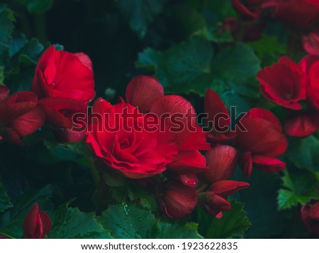 Fresh and fascinated Nonstop Red Begonia with green leaves in dark tone. Double flowers full bloom and some buds. Plants produce magnificent, huge flowers in a wonderful rich red shade. Royalty-Free Stock Photo #1923622835