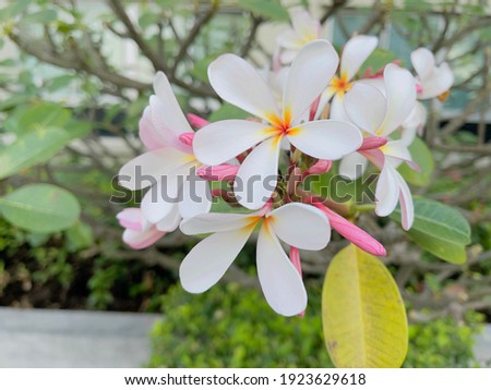 Plumeria The national flower of Laos Plumeria(champa )flower with nature background to create a beautiful