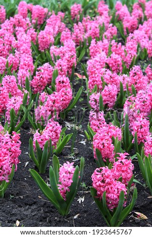 Many bright pink hyacinths blooming in the park