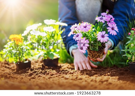 Woman hands putting seedling flowers into the black soil. Newly planted florets in the garden. Royalty-Free Stock Photo #1923663278